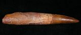 Slender Spinosaurus Tooth - Nearly Complete Root w/ Sharp Tip #14743-3